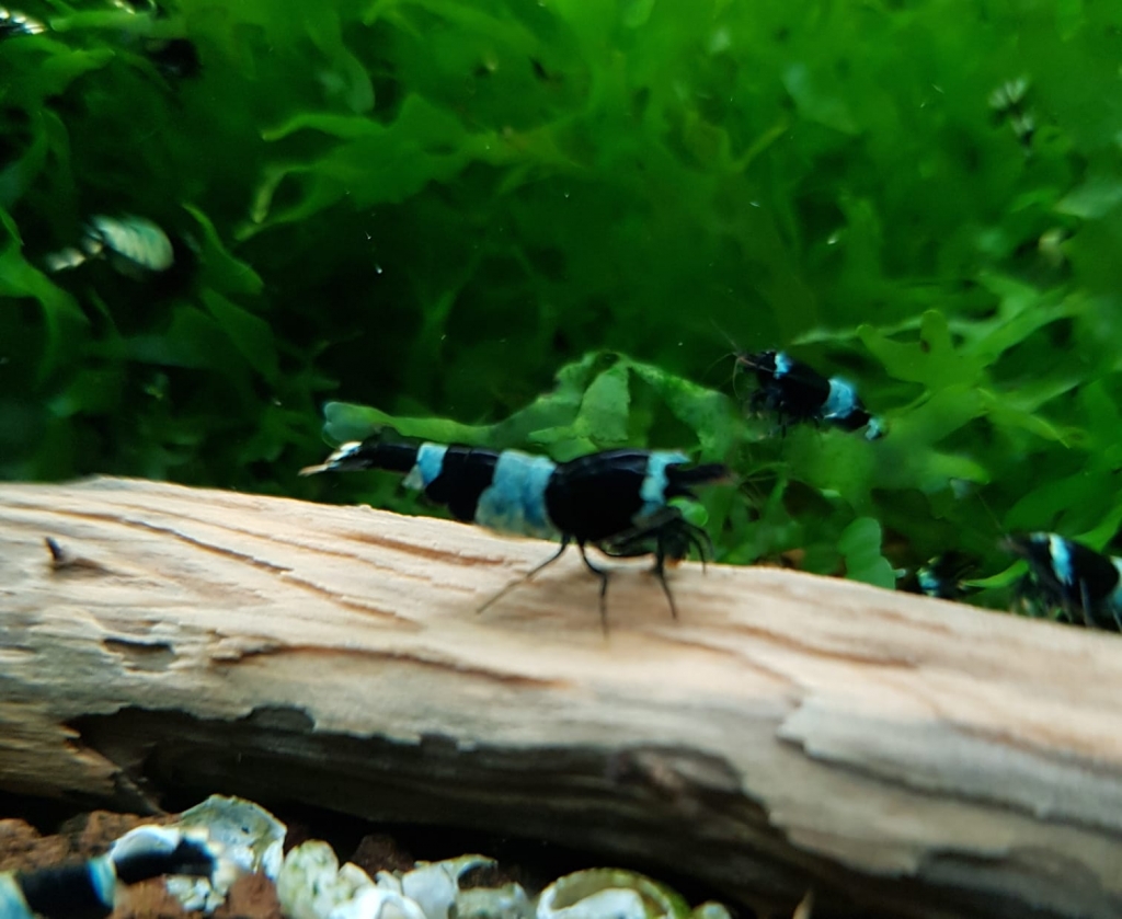 Taiwan Panda Blue